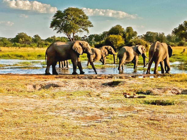 istock elephants herd at a water pond 1205151323