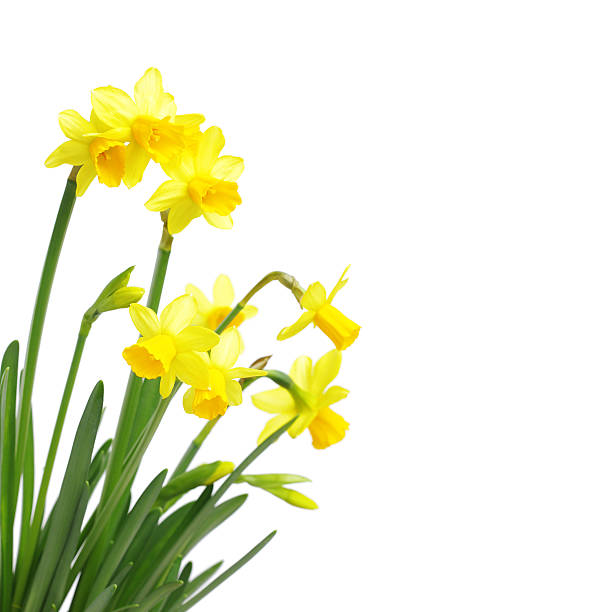 Yellow daffodils Yellow daffodils isolated on white narcissus mythological character stock pictures, royalty-free photos & images