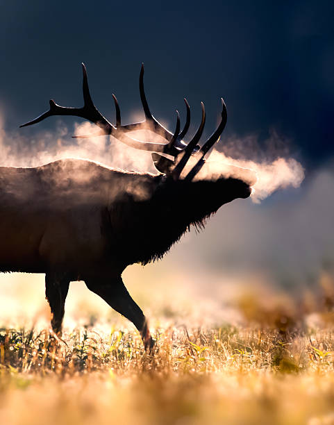 alce macho en frío por la mañana - great smoky mountains national park animal antler stag fotografías e imágenes de stock