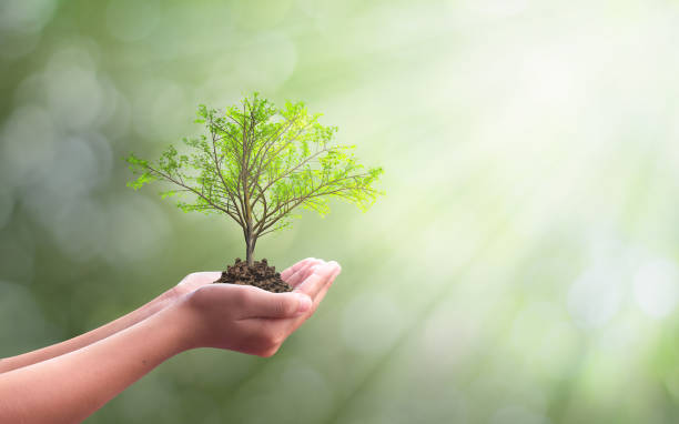 istock Earth day concept: Human hand holding tree over city background 1205154219