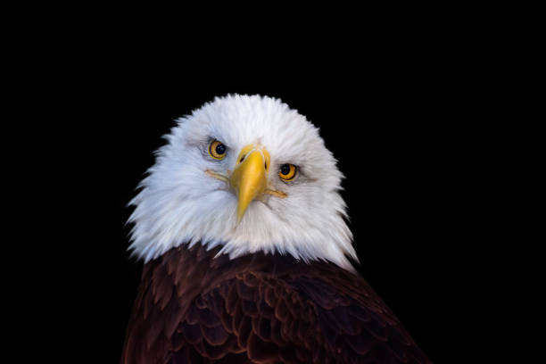 istock bald eagle portrait headshot in black background 1205154684