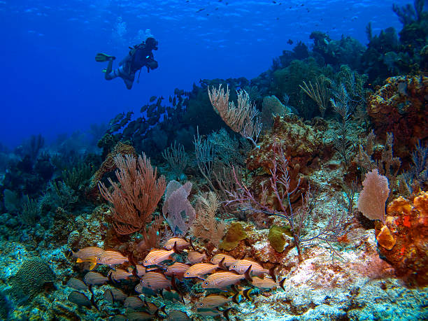 Cayman Brac Dive Master  brac island stock pictures, royalty-free photos & images
