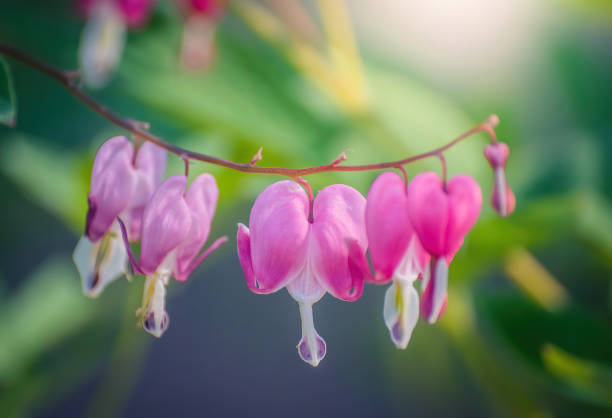 istock Blooming pink heart shaped dicentres 1205157947