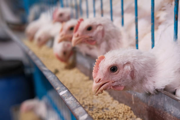 istock live chicken  at farm, closeup 1205162029