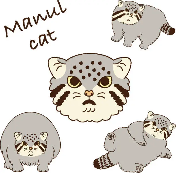 Vector illustration of Cute illustration of Manul cat