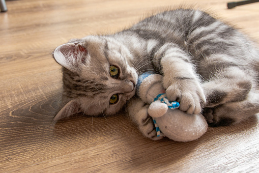 kitten breed scotsman on a wooden floor