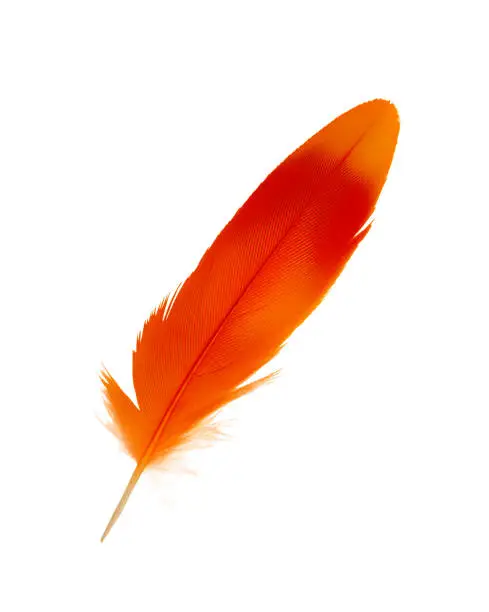 Beautiful orange-red colors tone feather isolated on white background
