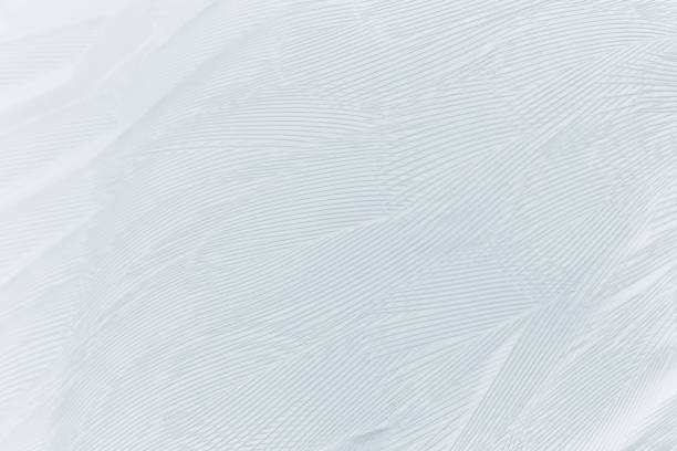 istock Beautiful white baby blue colors tone feather pattern texture cool background for decorative design wallpaper and other 1205170455