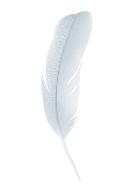 istock Beautiful white , baby blue feather isolated on white background 1205170464
