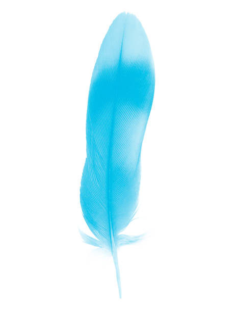 istock Beautiful blue  feather isolated on white background 1205170473