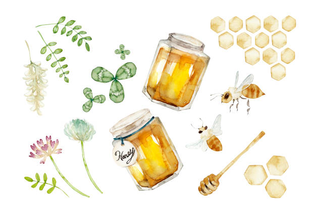 ilustraciones, imágenes clip art, dibujos animados e iconos de stock de abeja de miel & trébol & lotus & acacia - honey hexagon honeycomb spring