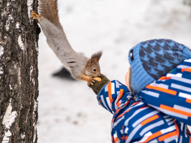 istock A little child in winter feeds a squirrel with a nut. 1205170833