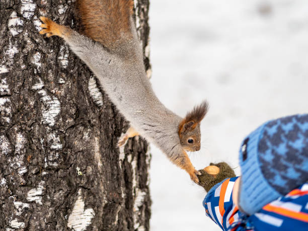 istock A little child in winter feeds a squirrel with a nut. 1205170837
