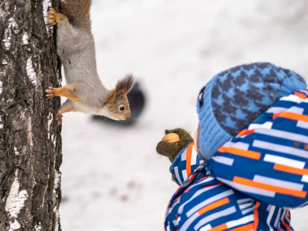 istock A little child in winter feeds a squirrel with a nut. 1205170840