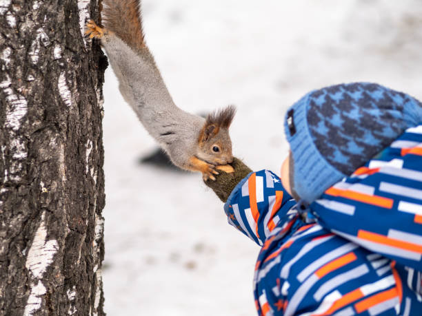 istock A little child in winter feeds a squirrel with a nut. 1205170863