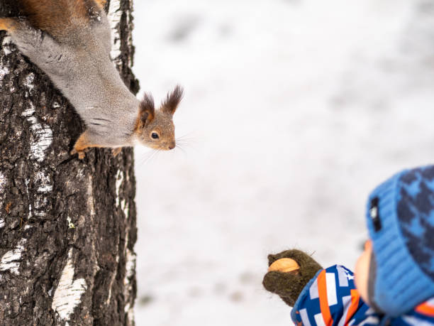 istock A little child in winter feeds a squirrel with a nut. 1205170866