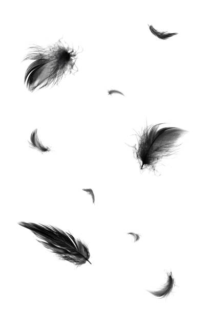 istock Beautiful black feathers floating in air isolated on white background 1205172937