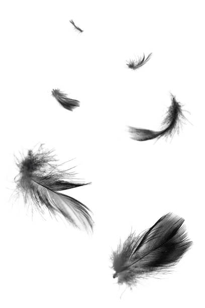 istock Beautiful black swan feathers floating in air isolated on white background 1205172941