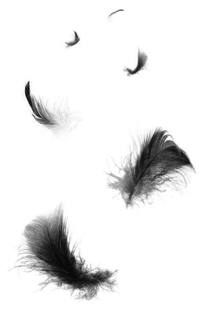 istock Beautiful black swan feathers floating in air isolated on white background 1205172942
