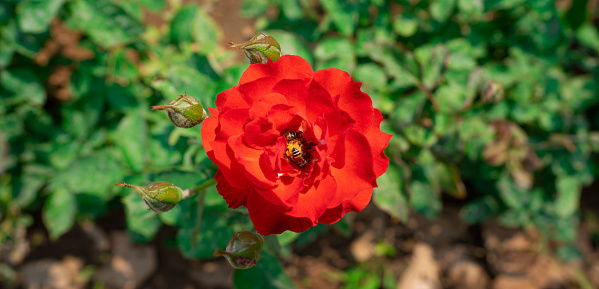 A macro close-up of a red rose flower. Photographed on 35mm film and digitally scanned.