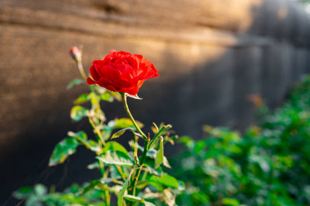 Red rose flower in flower garden