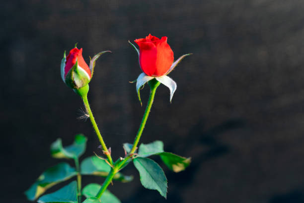 Red rose flower in flower garden