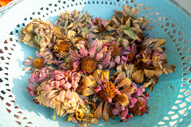 istock Dry petal flower on white fabric for herb drinking water 1205174579
