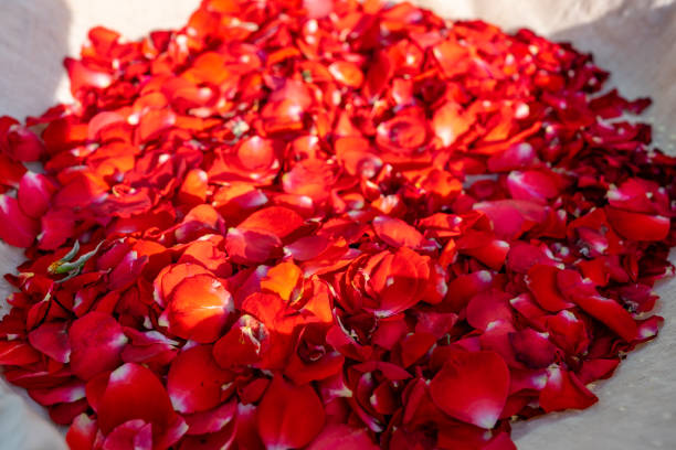 istock Dry red rose petal flower on white fabric for herb drinking water 1205174655