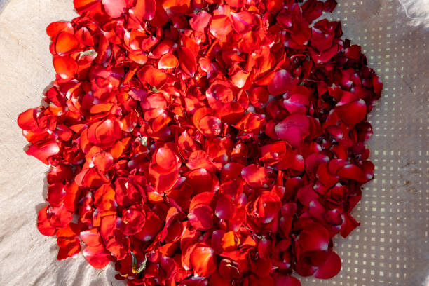 istock Dry red rose petal flower on white fabric for herb drinking water 1205174678