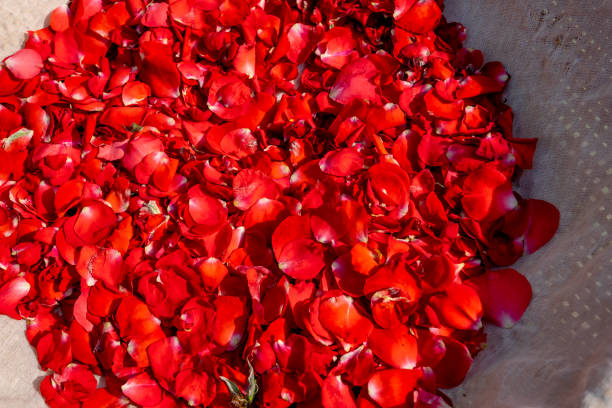 istock Dry red rose petal flower on white fabric for herb drinking water 1205174730