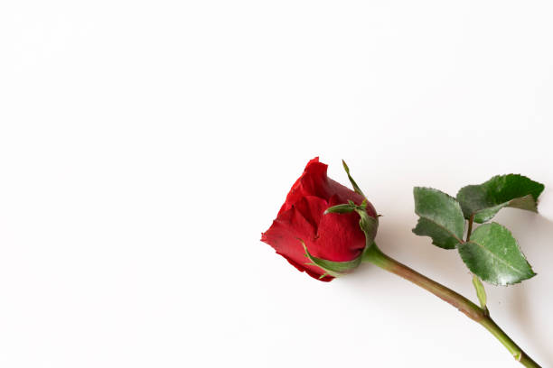 istock Beautiful red rose isolated on white background. 1205177418