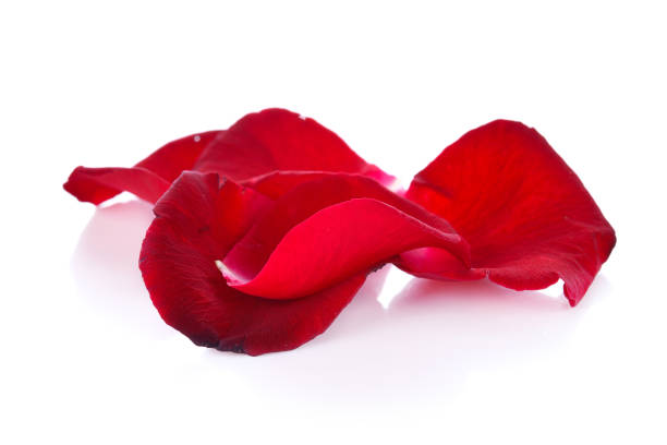istock Beautiful rose red natural fresh pink, isolated on a white background. 1205177454