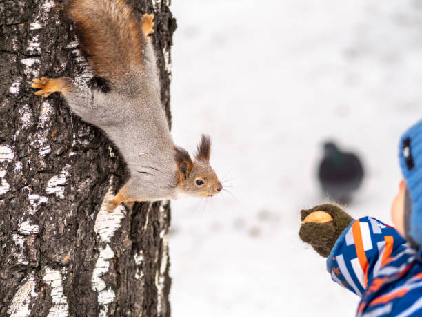 istock A little child in winter feeds a squirrel with a nut. 1205177770
