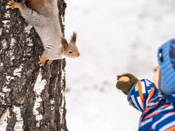 istock A little child in winter feeds a squirrel with a nut. 1205177841