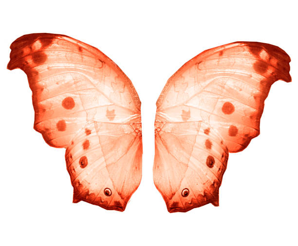 istock Color butterfly , isolated on white background 1205181016