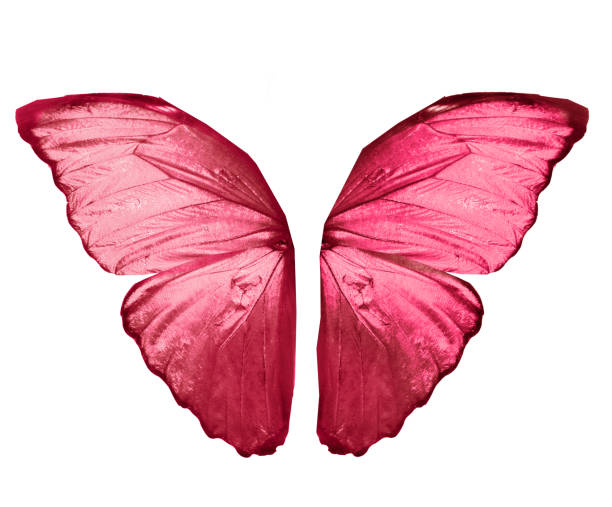 istock Color butterfly , isolated on white background 1205181028