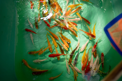 Colorful small fish swimming in tank for sell in animals market