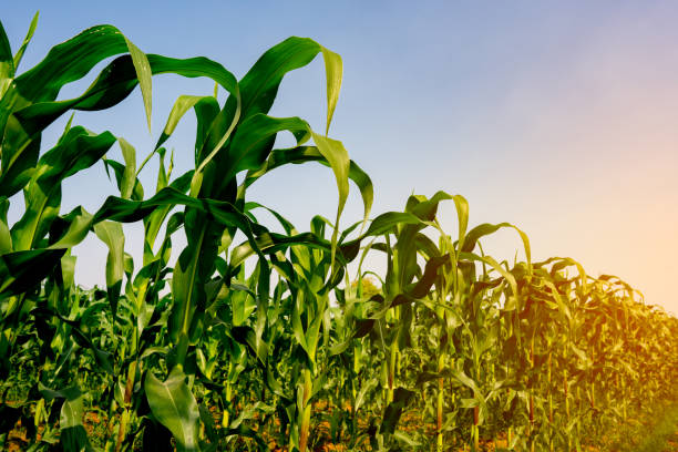 istock Organic corn field or maize garden farm 1205181510