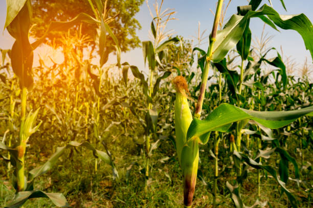 istock Organic corn field or maize garden farm 1205181536