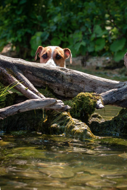 istock dog pet peeks out from behind an stump 1205181827
