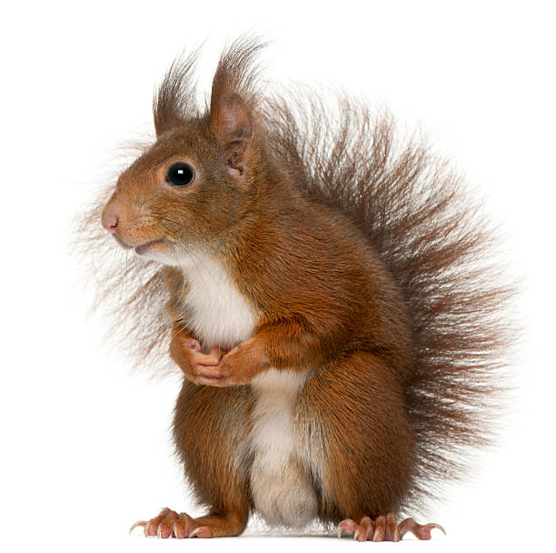 istock Side view of Eurasian red squirrel, Sciurus vulgaris, white background. 120518232