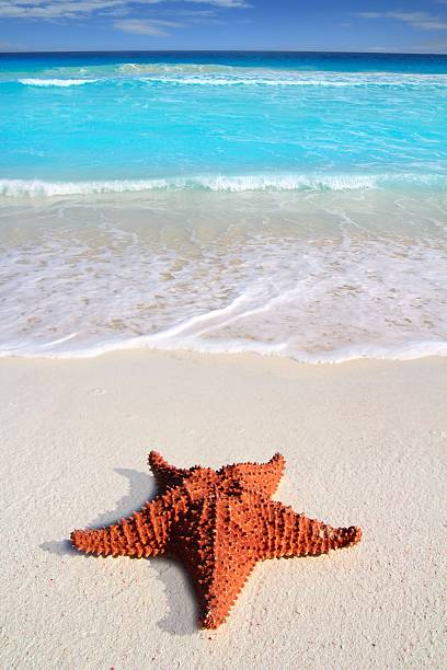 istock tropical starfish sand turquoise beach 120518382