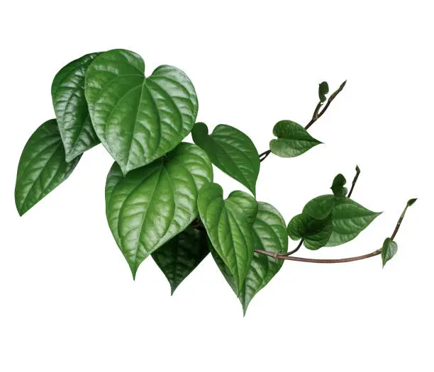 Tropical leaves, shrubs,sequins (Wild Betel Leafbush,Chaplo) Used in architectural decoration, landscaping on white background with clipping path.