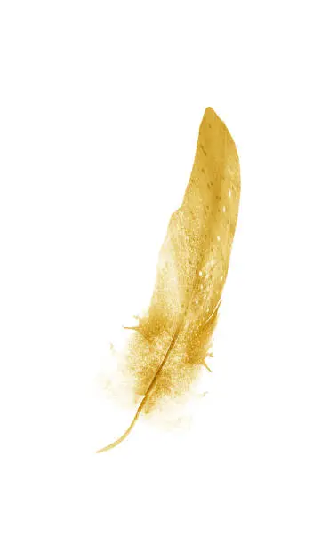 Watercolor feathers, isolated on white background