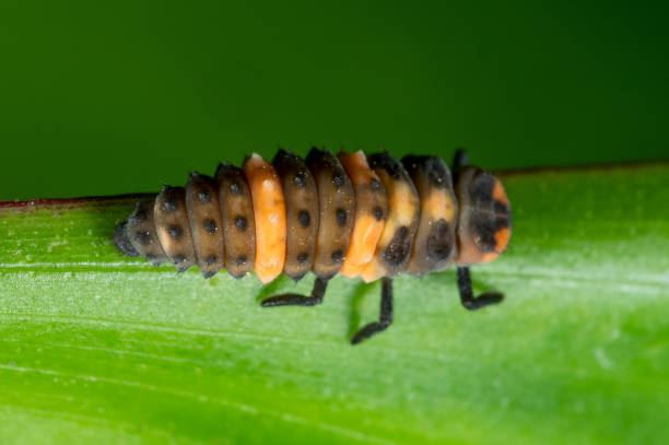 istock Macro Photo of Ladybug Larvae on Green Leaf Isolated on Background 1205184493