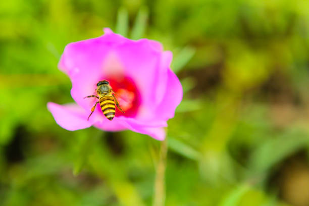 istock bumblebee on the pink flower 1205187993