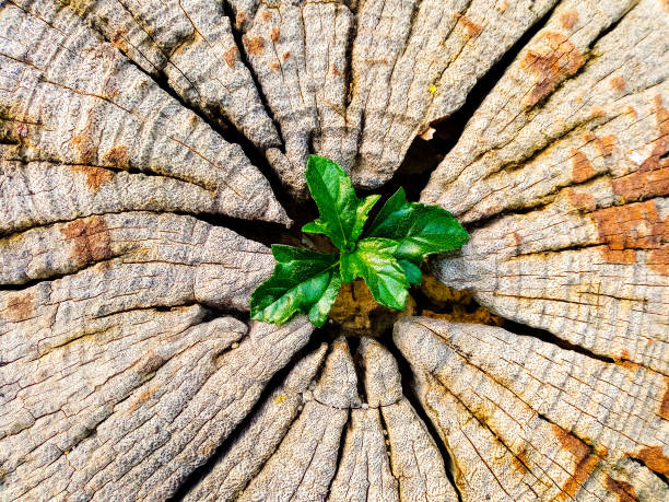 istock Plant growing out of a tree stump 1205188911
