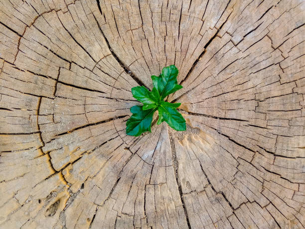 istock Plant growing out of a tree stump 1205188912
