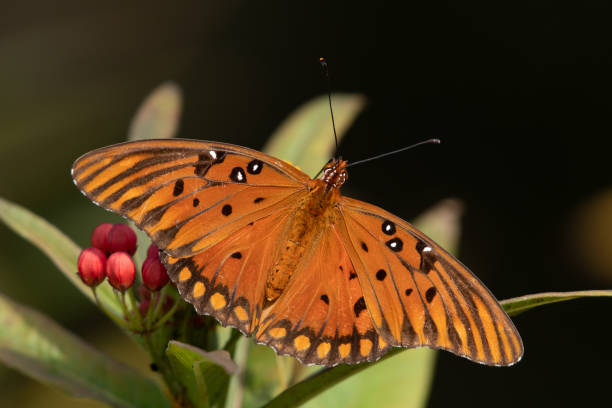 Butterfly in garden on Pinckney Island NWR, Hilton Head, SC