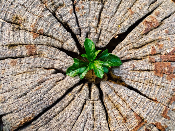 istock Plant growing out of a tree stump 1205189221